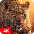 Papéis de parede com animais icon