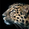 Cheetah Leopard Wallpaper