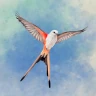 Wingspan (윙스팬)