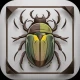 Käfer & Insekten Bestimmen icon