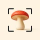 Funghi Riconoscimento Italiano icon