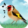 Vogelstimmen