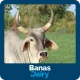 Banas Veterinary Seva 2.0 icon