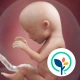 Mi embarazo y bebé icon