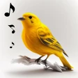 Vogelgeluiden icon