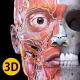 해부학 - 3D 아틀라스 icon