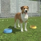 Pet Kingdom - Animal Simulator icon