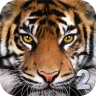 Ultimate Tiger Simulator 2