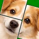 ジグマジック・ソリティア - パズル icon
