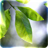 Fresh Leaves
