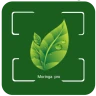 Moringa Pro