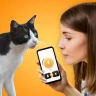 Tradutor de Gatos - Jogo Gato