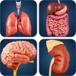 My Organs Anatomy icon