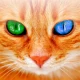 人猫語翻訳機 icon