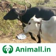 गाय भैंस वाला ऐप - Animall icon