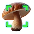 Mushroomizer icon