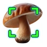 Identificador de Hongos