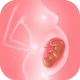 Acompanhe a gravidez e o bebé icon