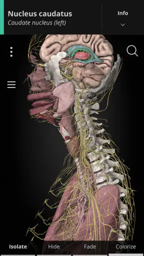 Anatomyka - 3D Anatomy Atlas screenshot