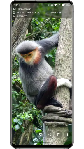 Aves Galerie screenshot