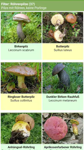 Meine Pilze (Pilzbestimmung) screenshot