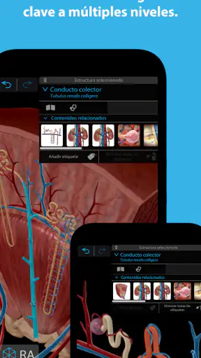 Atlas de anatomía humana 2025 screenshot