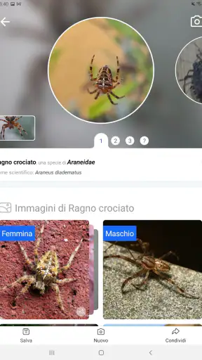 Picture Insect - Insectos ID screenshot