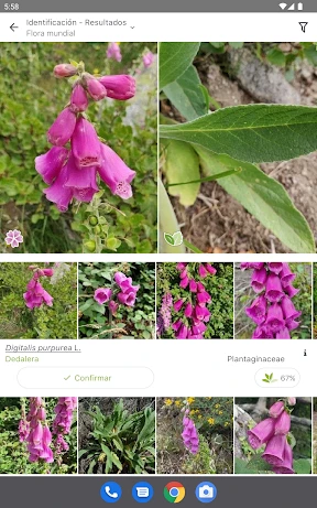 PlantNet Identifica Plantas screenshot