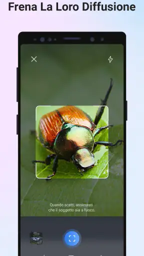Picture Insect - ID Insetti screenshot