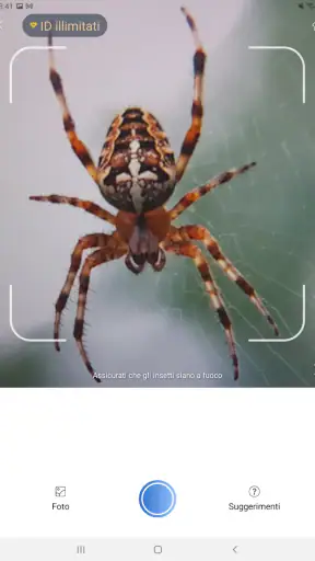 Picture Insect - ID Insetti screenshot