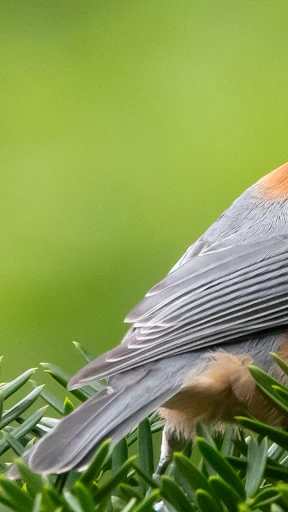 Cornell LabによるMerlin Bird ID screenshot