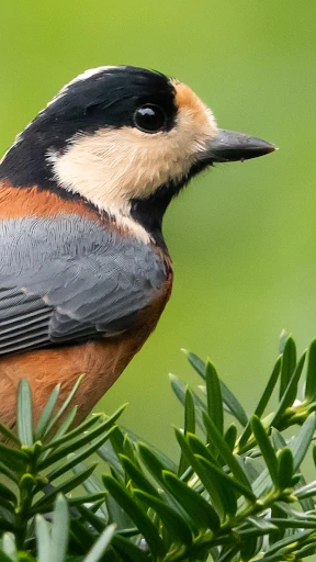 Cornell LabによるMerlin Bird ID screenshot