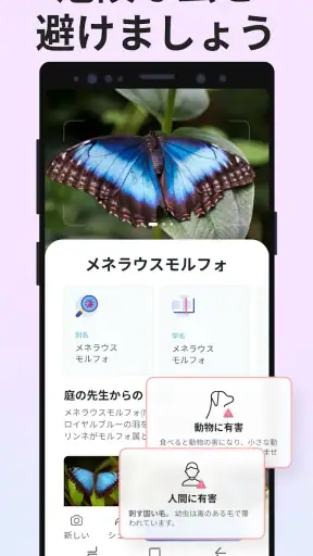 Picture Insect：撮ったら、判る-1秒昆虫図鑑 screenshot