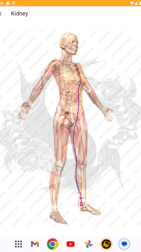 Acupuncture Assistant screenshot