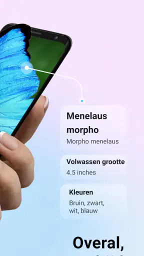 Picture Insect - Insecten ID screenshot