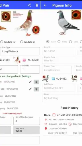 Pigeon Loft Manager screenshot