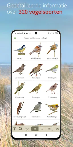 Vogels van Nederland en België screenshot