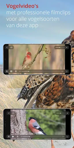 Vogels van Nederland en België screenshot