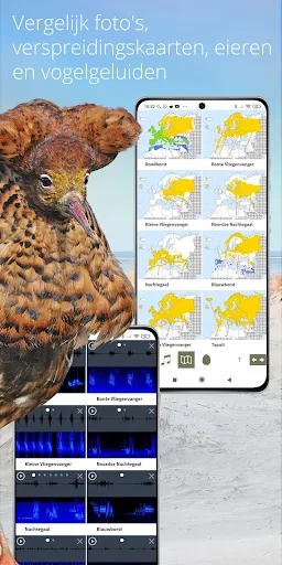 Vogels van Nederland en België screenshot