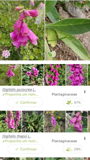 PlantNet Identificação planta screenshot
