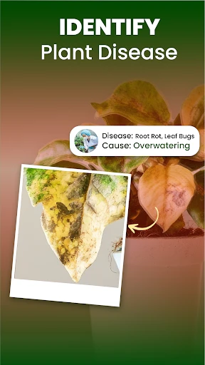 ดาวน์โหลด Florify: AI Plant Identifier - Appcracy